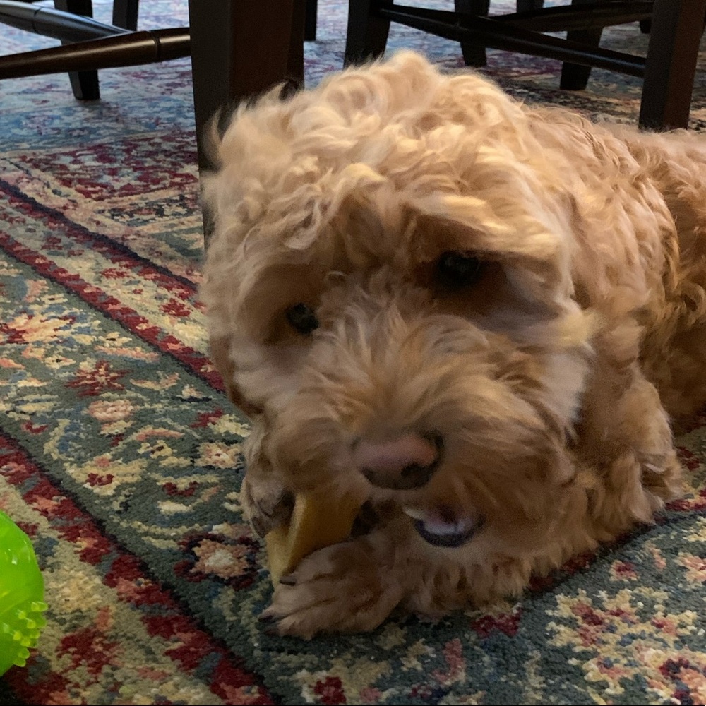 Meet your Posher, Sunny